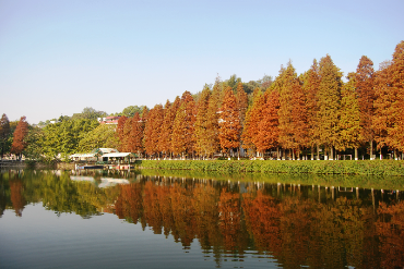 廣東省環境教育基地廣州市中學生勞動技術學校－校園秋季的落葉杉