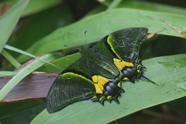 “國蝶”金斑喙鳳蝶現身廣州流溪河國家森林公園 施悅謀攝 “國蝶”金斑喙鳳蝶現身廣州流溪河國家森林公園 施悅謀攝