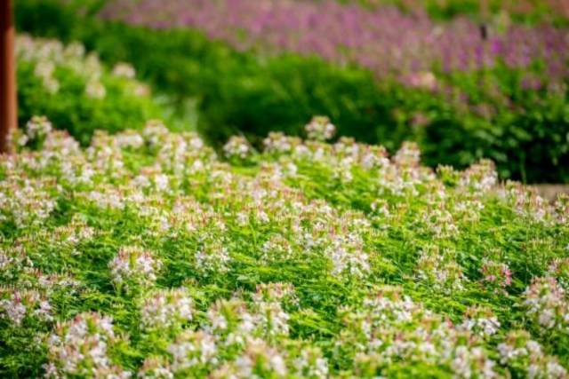 芳徑閑游線:徒步者沿途可觀花海、賞鷺鳥 受訪者 供圖