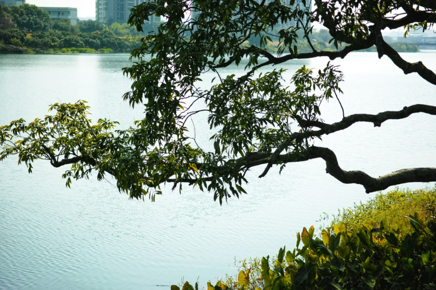 從化區(qū)深入推進“百千萬工程”,大力推進水環(huán)境治理。