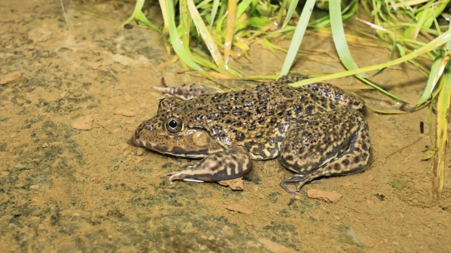 廣州從化:生態(tài)環(huán)境持續(xù)向好 引來這群“兩棲精靈”流溪河國(guó)家森林公園)