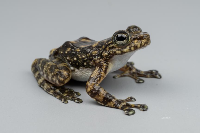 (研究人員2023年發(fā)現(xiàn)的第一只廣州湍蛙。齊碩/攝) (研究人員2023年發(fā)現(xiàn)的第一只廣州湍蛙。齊碩/攝)