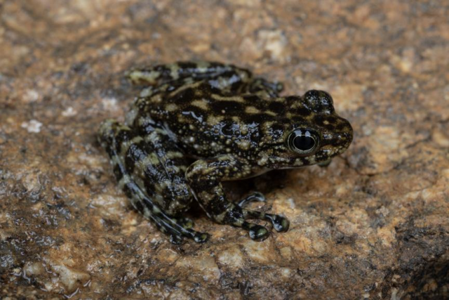 (廣州湍蛙正模標本。齊碩/攝) (廣州湍蛙正模標本。齊碩/攝)