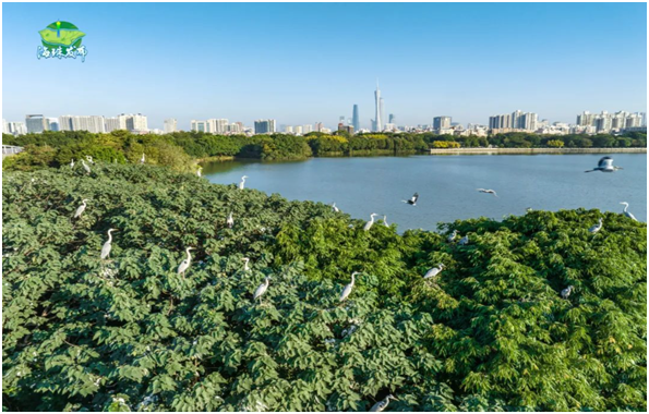 海珠湖鳥島(圖片來源:海珠發布) 海珠湖鳥島(圖片來源:海珠發布)