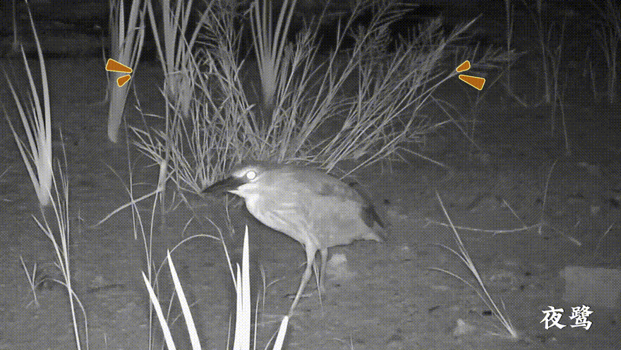 圖7夜鷺.GIF